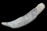 Fossil Pygmy Sperm Whale (Kogiopsis) Tooth #78226-1